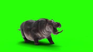 The Common Hippopotamus Amphibius posing isolate on green background with Alpha channel. video