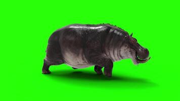 The Common Hippopotamus Amphibius posing isolate on green background with Alpha channel. video