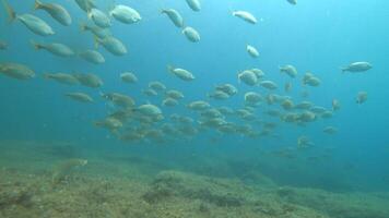 A large group of fish swimming in the ocean video