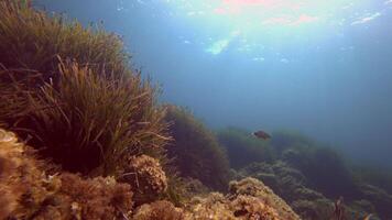 A fish swims in the water near some plants video