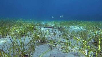 A view of the sea floor with grass and fish video