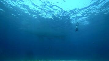 A diver swimming near a whale in the ocean video