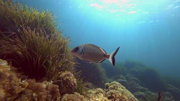 A fish swimming in the ocean with grass and seaweed video