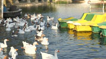 A flock of ducks in a river video