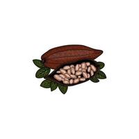 hand drawn branch with cocoa bean on a vintage paper background. cacao hand drawing vector