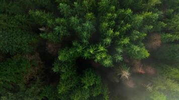 Top-down view shows a green pine forest through the clouds. Canadian nature video