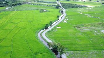 Aerial view of rural rice fields with irrigation canals. A peaceful rural scene of an asphalt road cutting through a vast rice field in the early morning with an irrigation canal running through it. video