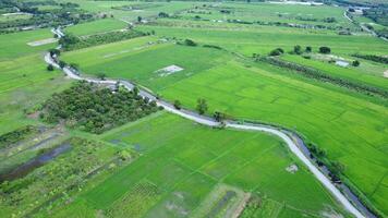 Aerial view of rural rice fields with irrigation canals. A peaceful rural scene of an asphalt road cutting through a vast rice field in the early morning with an irrigation canal running through it. video