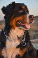Portrait of a bernese mountain dog in autumn field. A beautiful black and white dog looks in the distance. photo