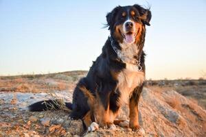 Portrait of a bernese mountain dog. A dog sitting on rocks with bare field in the background. Pet walking concept. photo