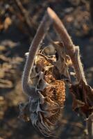 a dried sunflower with a broken stem photo