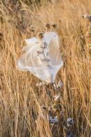 A plastic bag flutters on dry grass in the field. Concept of ecology, waste plastic bags, nature conservation and cleaning earth from plastic. Plastic pollution problem. photo