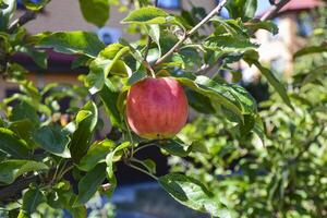 Close up of an apple on the branch. Ripening green apple on the tree. Apples growing concept. photo