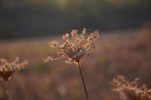 Dried grass in the autumn field. Golden sunset light on the wildflowers photo