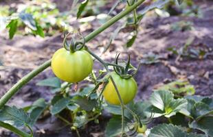 Green tomatoes on a branch. Tomato branch with fruits. Summer vegetables in the garden. Tomatoes ripen on the bush. photo