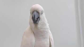 The Yellow-crested Cockatoo which has the scientific name Cacatua Galerita at Ragunan Zoo. Relatively large in size found in forested habitats in Australia,New Guinea, Indonesia video