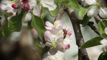 Flowering cherry tree with bees flying around video