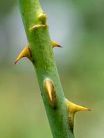 Sharp thorns on the branches of the rose tree photo