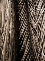 Brown strips of dry palm leaf parts. Abstract background photo
