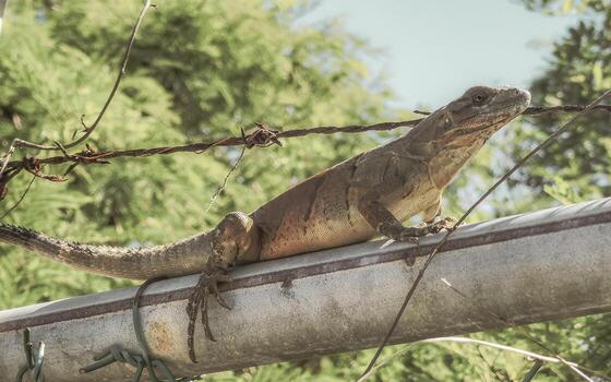 iguana en cerca en el selva en México. foto