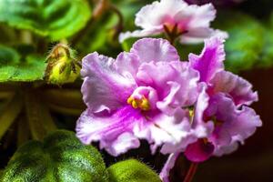 Small pink tropical flowers in a pot Costa Rica. photo