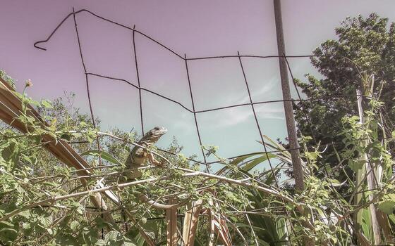 iguana en cerca en el selva en México. foto