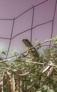 iguana en cerca en el selva en México. foto