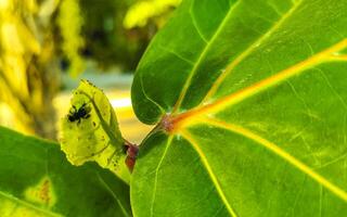 Melipona bee on tree and leaves in Mexico. photo