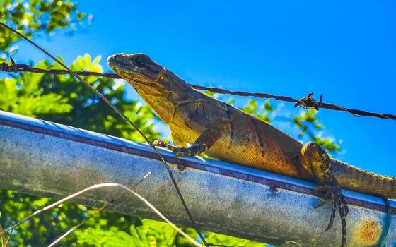 iguana en cerca en el selva en México. foto