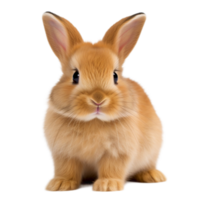 Sweet Easter rabbit in springtime setting png
