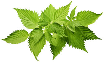Fresh green nettle leaves isolated on transparent background with clipping path. png