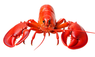 Lobster isolated on transparent background. Clipping path included. png