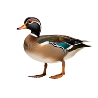 Mandarin duck isolated on transparent background. png