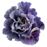 purple cabbage isolated on transparent background. top view. Flat lay png