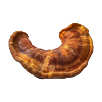 Lingzhi mushroom isolated on transparent background. 3d render png
