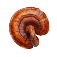 Lingzhi mushroom isolated on transparent background. 3d illustration png