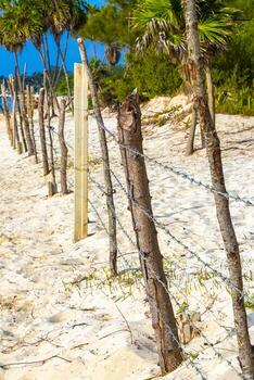 naturaleza tropical selva bloqueado arriba detrás de madera mordaz cable cerca. foto