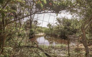 Lake river pond and tropical mangrove jungle forest Caribbean Mexico. photo