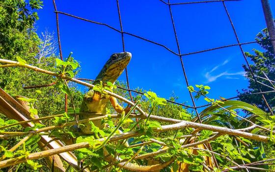 iguana en cerca en el selva en México. foto