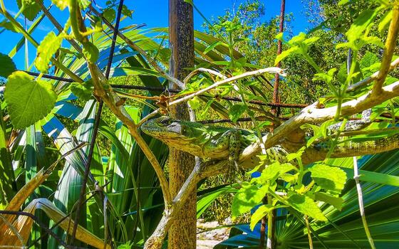 iguana en cerca en el selva en México. foto