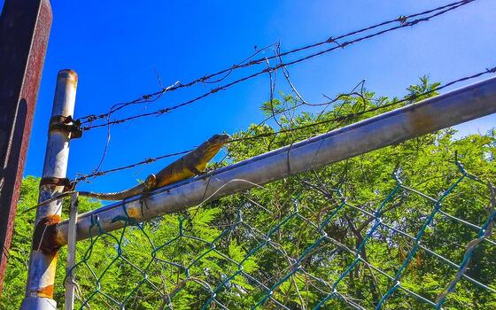 iguana en cerca en el selva en México. foto