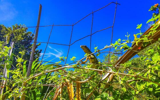 iguana en cerca en el selva en México. foto