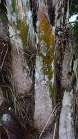 Palm tree bark texture for background photo