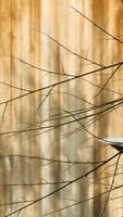 wooden branches with good lighting blurry background photo