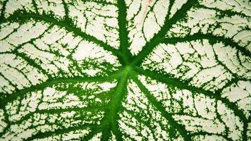 The abstract texture of green and white leaves is suitable for the background photo