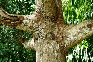 Photography of large mango tree trunk photo