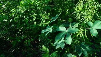 photography of cassava leaves with a fresh appearance photo