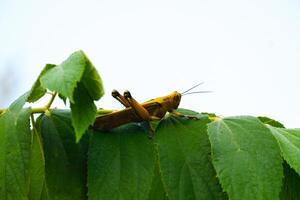 a green grasshopper is perched on a leaf against the sky background photo