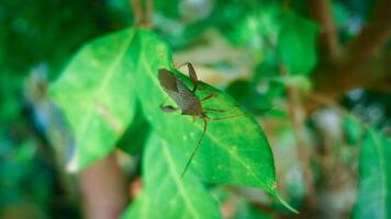 stinging grasshopper perched on a leaf with a blurred background photo