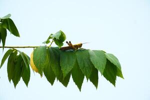a green grasshopper is perched on a leaf against the sky background photo